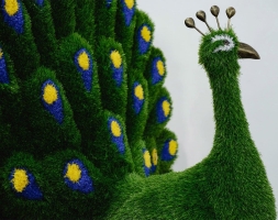 Топиари павлин Олео - газон Eco, фото 4