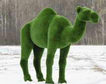 Топиари Верблюд одногорбый - газон Deluxe Топиари Верблюд одногорбый - газон Deluxe