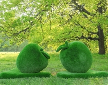 Топиари композиция яблоки - газон Eco Green