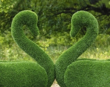 Топиари лебедь Кристи Два лебедя - газон Eco