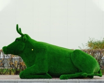 Топиари корова Хэльга - газон Eco Топиари корова Хэльга - газон Eco