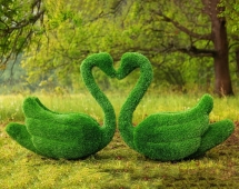 Топиари два лебедя Чепелия - газон Eco Green